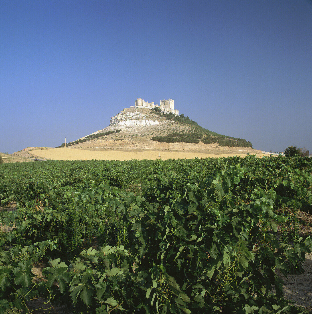 Ribera del Duero vineyards and castle, Peñafiel. Valladolid province, Castilla-León, Spain