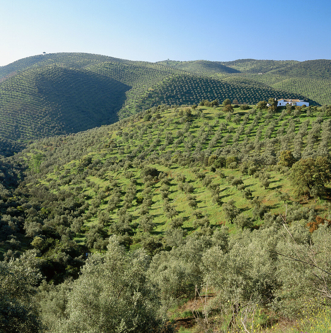 Olive trees, Sierra Morena, Córdoba province, Spain