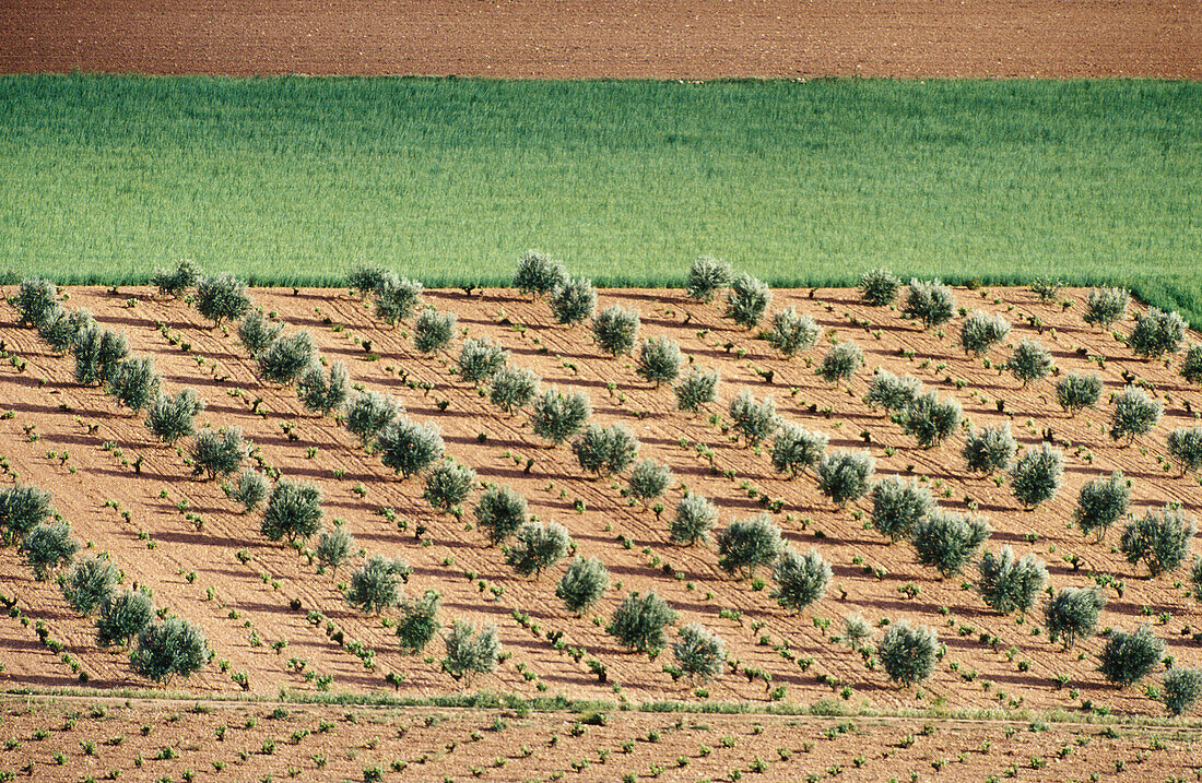 Olive trees. Alcazar de San Juan. Ciudad Real province. Castilla-La Mancha. Spain
