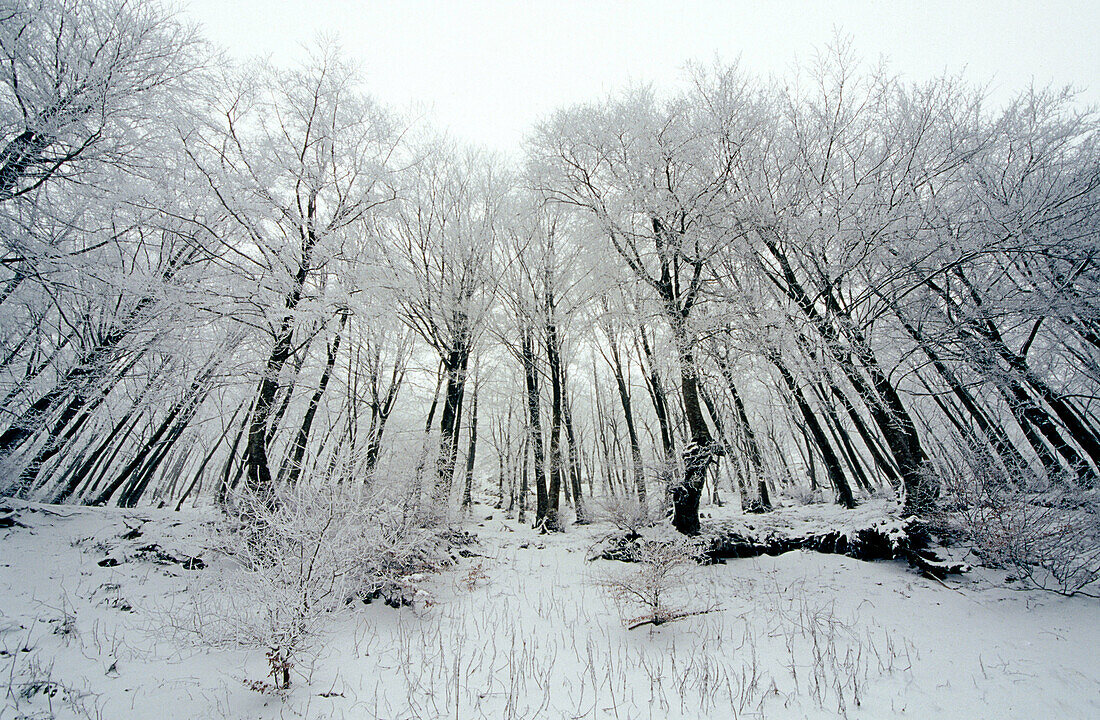 Snowy beechwood. Sierra de Urbasa. Navarre. Spain