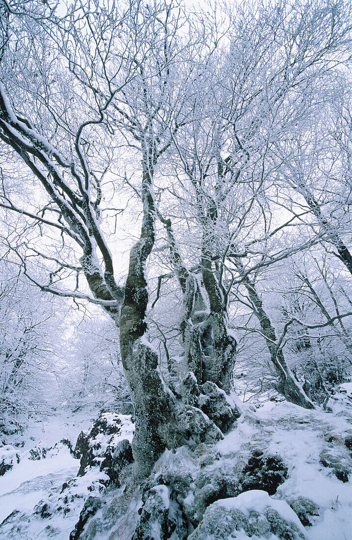 Snowy beechwood. Sierra de Urbasa. Navarre. Spain