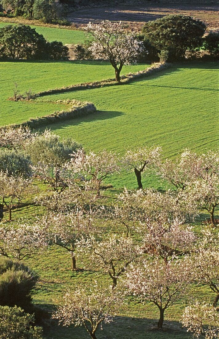 Almond trees in Agüero. Huesca. Spain.