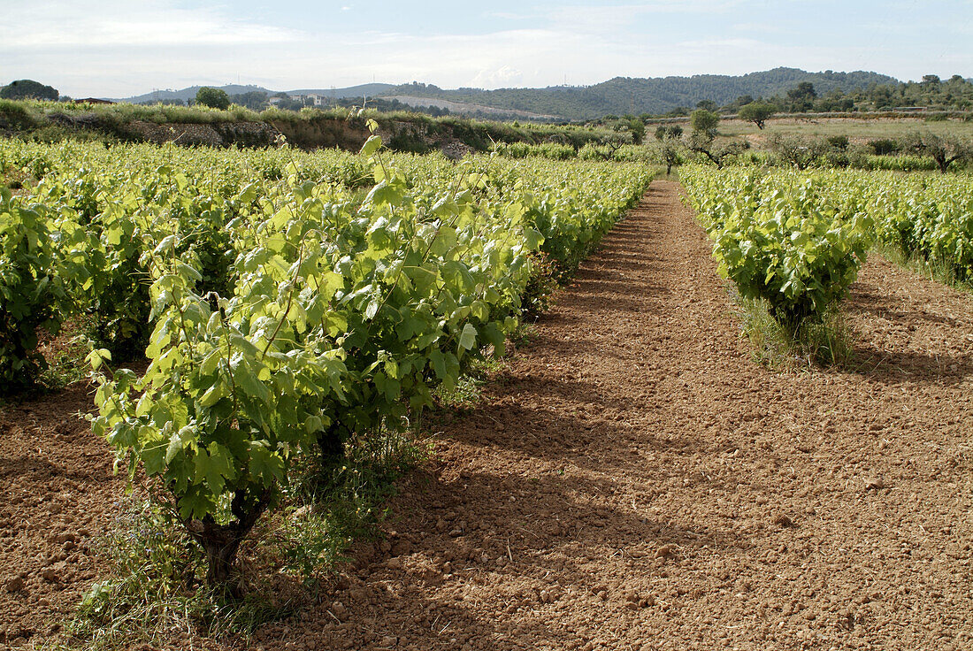 Vines in Garraf. Barcelona Province. Catalunya. Spain