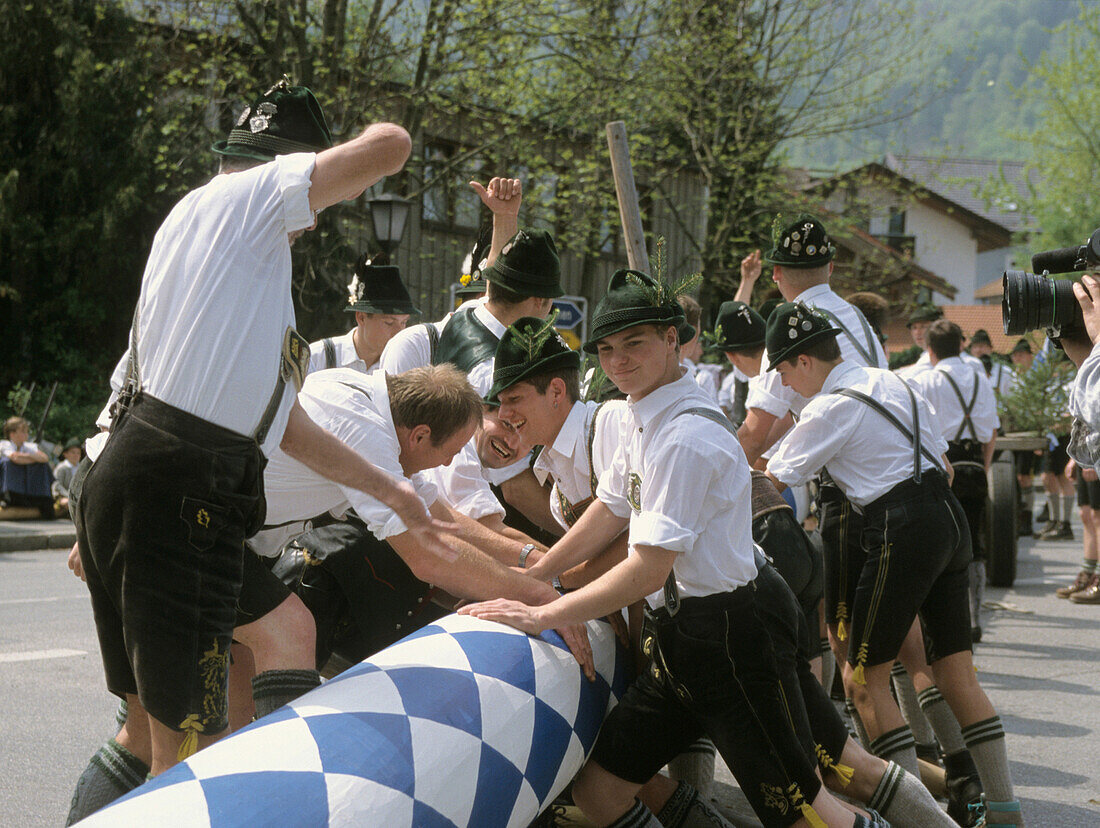 Men raising a maytree, Aschau, Bavaria, Germany