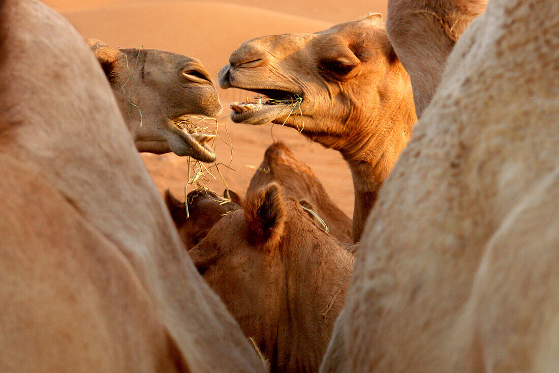 Kamele in der Wüste, Dubai, Vereinigte Arabische Emirate, VAE