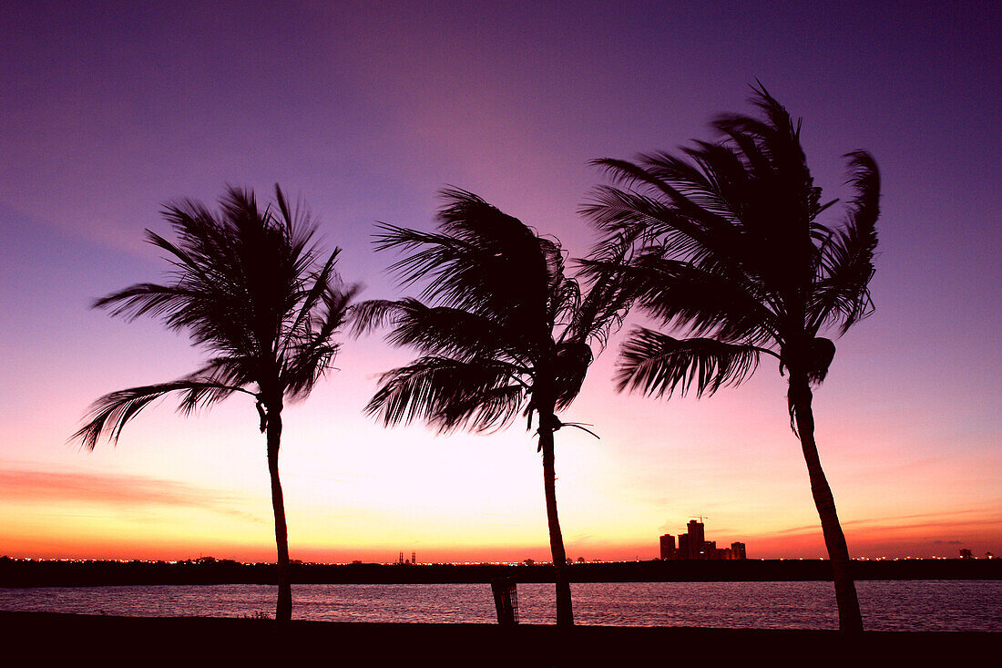 Palms in Ras Al Khaimah, RAK, United Arab Emirates, UAE