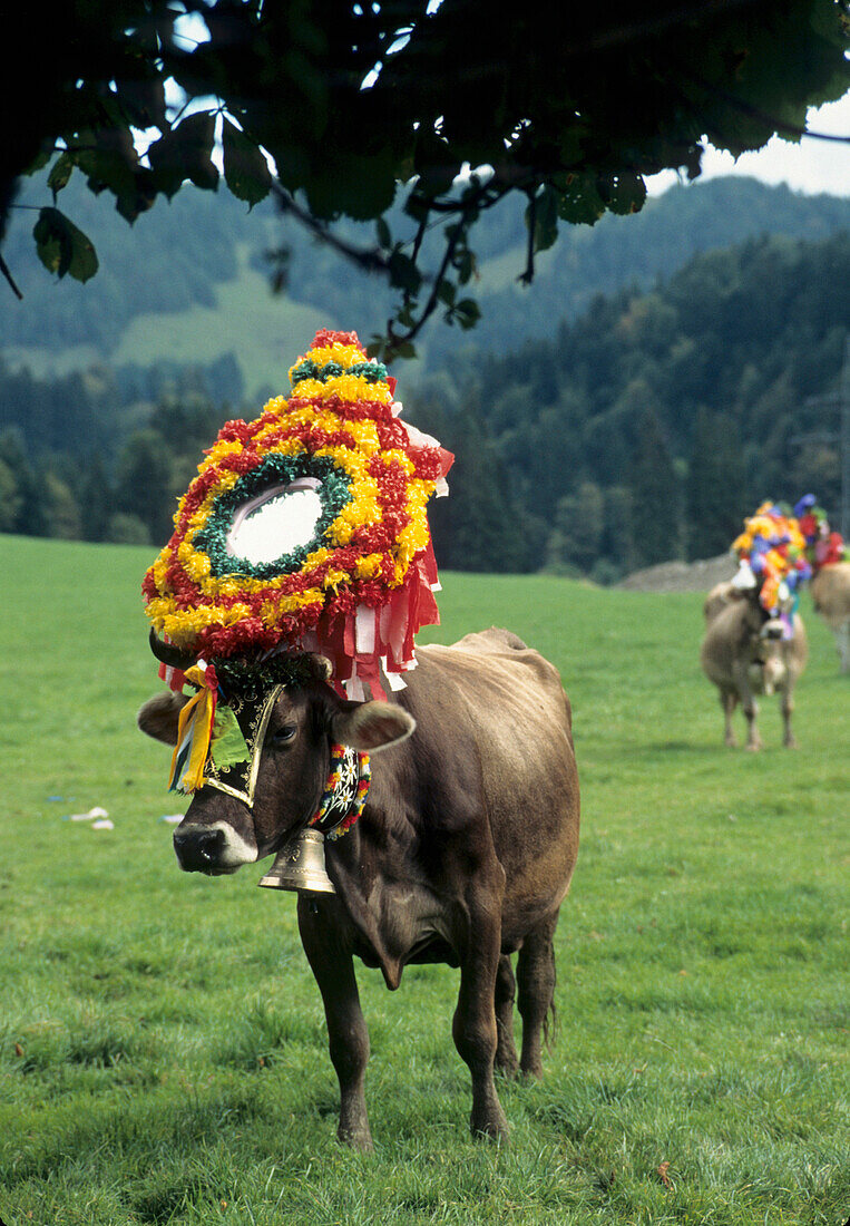 Geschmückte Kuh beim Almabtrieb, Bayerisches Oberland, Bayern, Deutschland