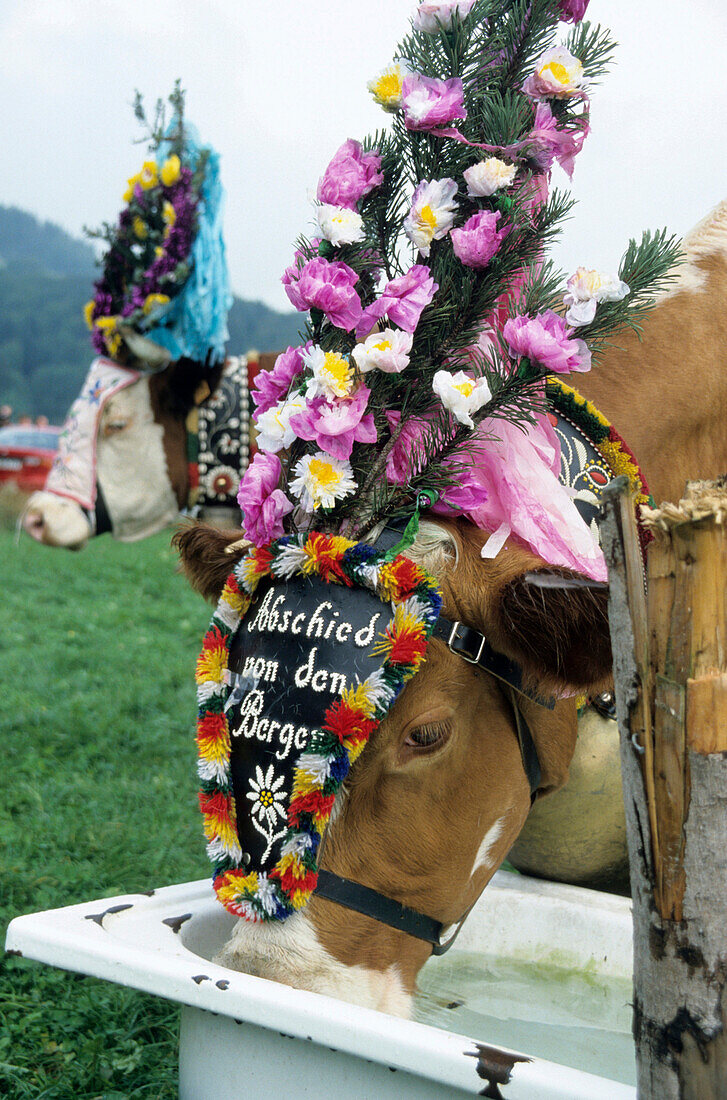 Kühe mit Kopfschmuck beim Almabtrieb, Feste in Bayern, Bayern, Deutschland