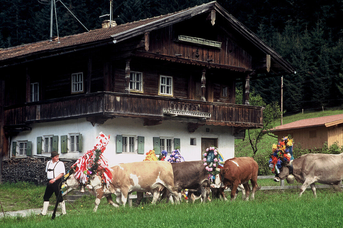 Cows returning from the Alp, Oberland, Bavaria, Germany