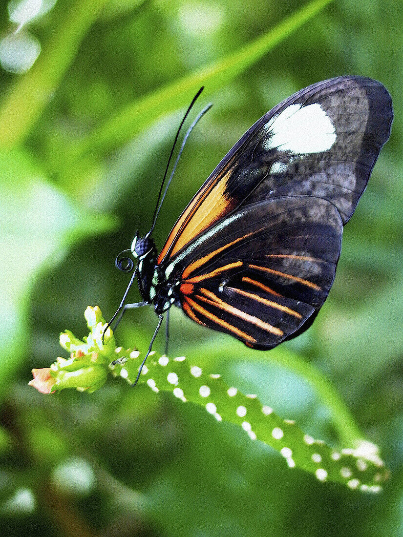 Doris Longwing (Heliconius doris)