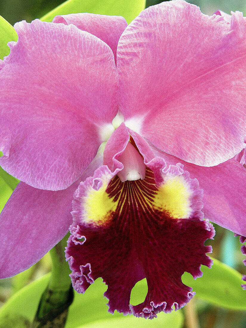 Orchid.