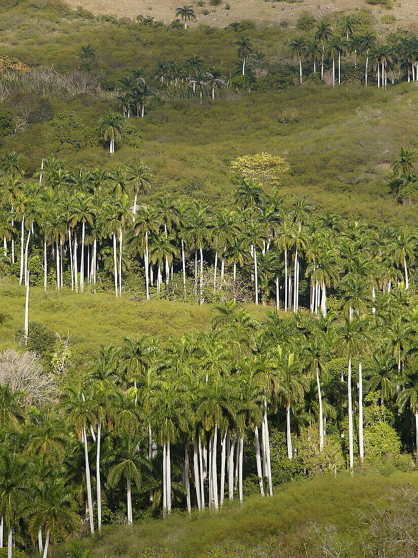 Cuban landscape