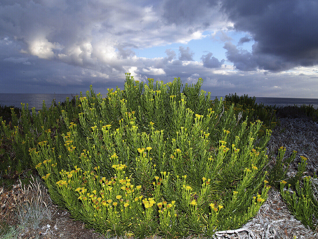 Flora at Las Catedrales beach (Helychrysum picardii), Lugo province, Galicia, Spain