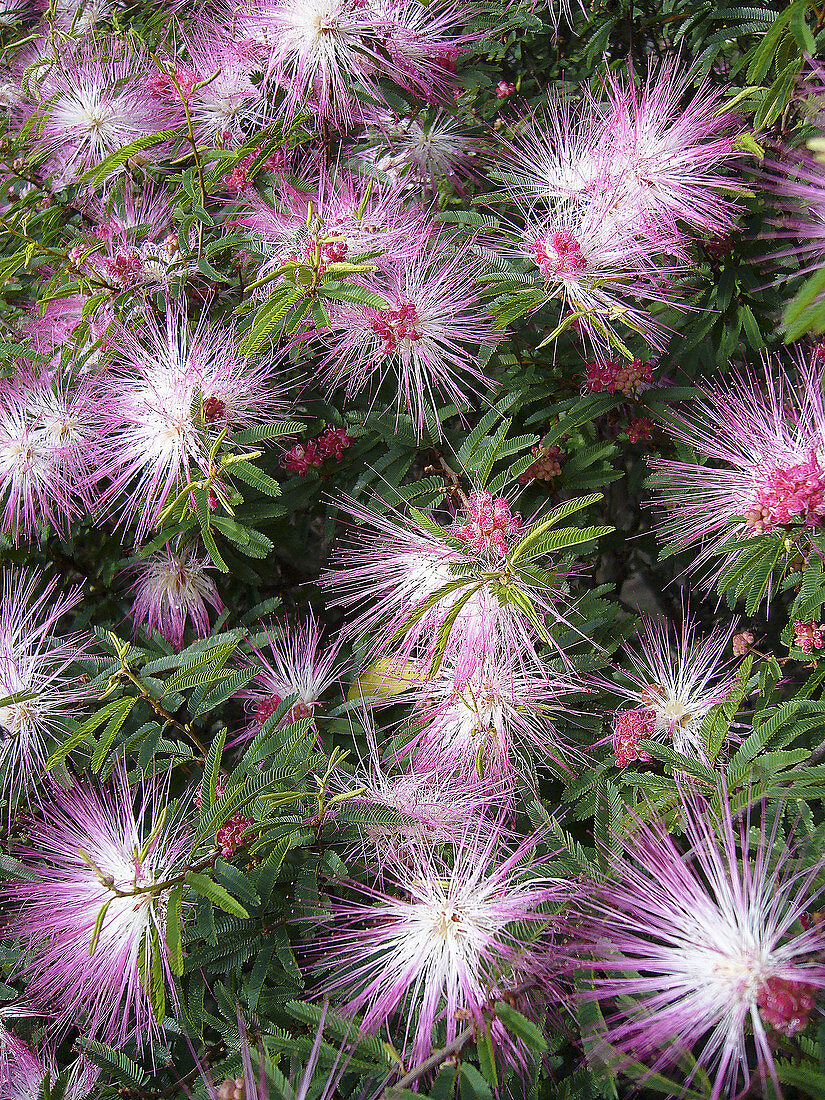 Calliandra