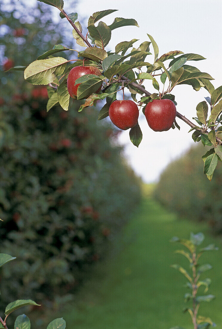 Apples on the tree, Altes Land, Lower Saxony, Germany