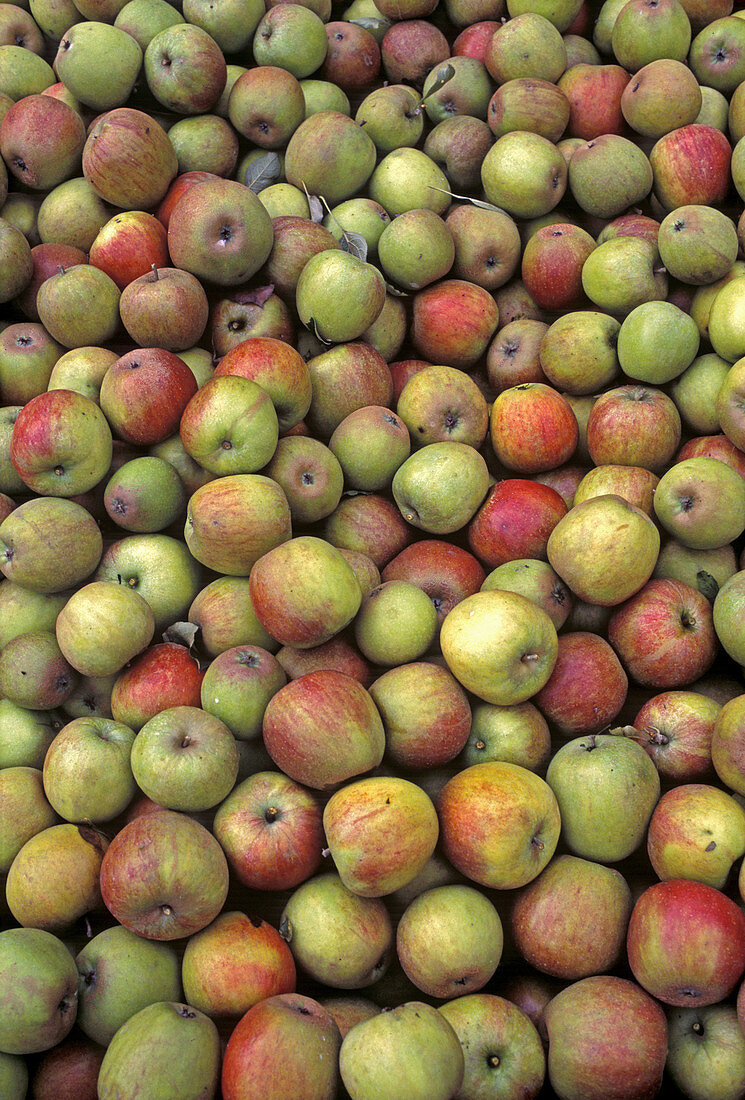 Freshly harvested apples, Altes Land, Lower Saxony, Germany