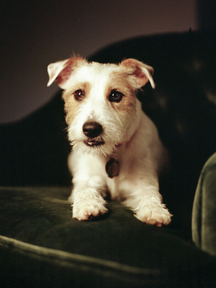 Jack Russell Terrier on chair