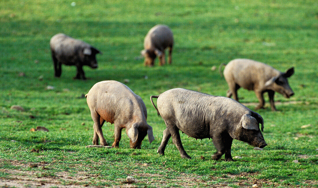 Pigs. Extremadura. Spain