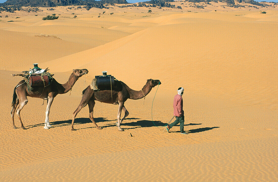 Man and camels in Chinguetti region. Mauritanie
