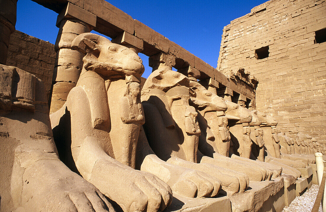 Statues of rams, ruins of temple. Karnak. Egypt