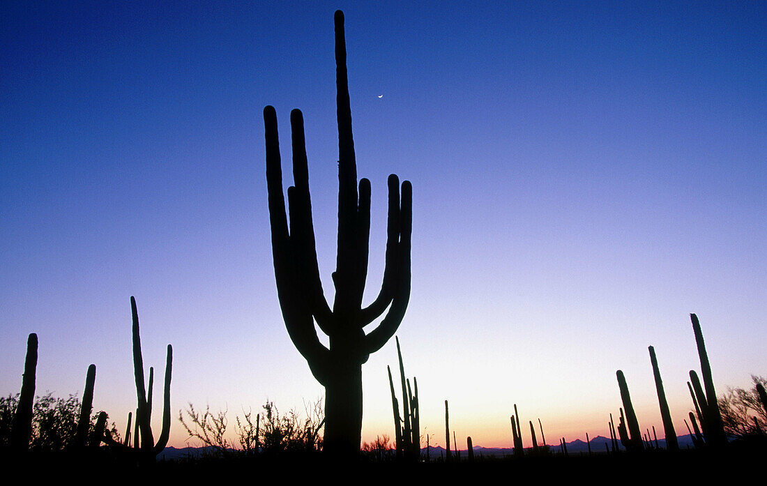 Saguaro National Park (west) in Arizona, USA