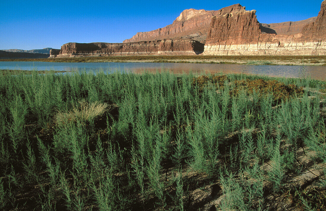 Glen Canyon and Colorado River. Utah, USA