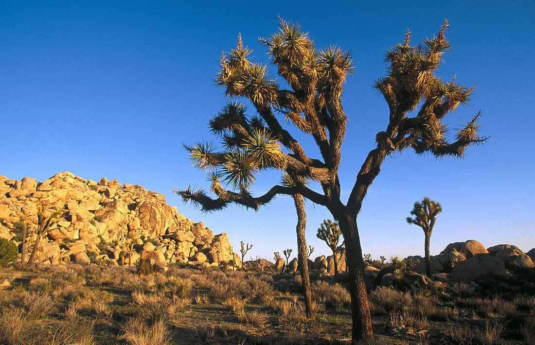 Joshua Tree National Monument. California, USA