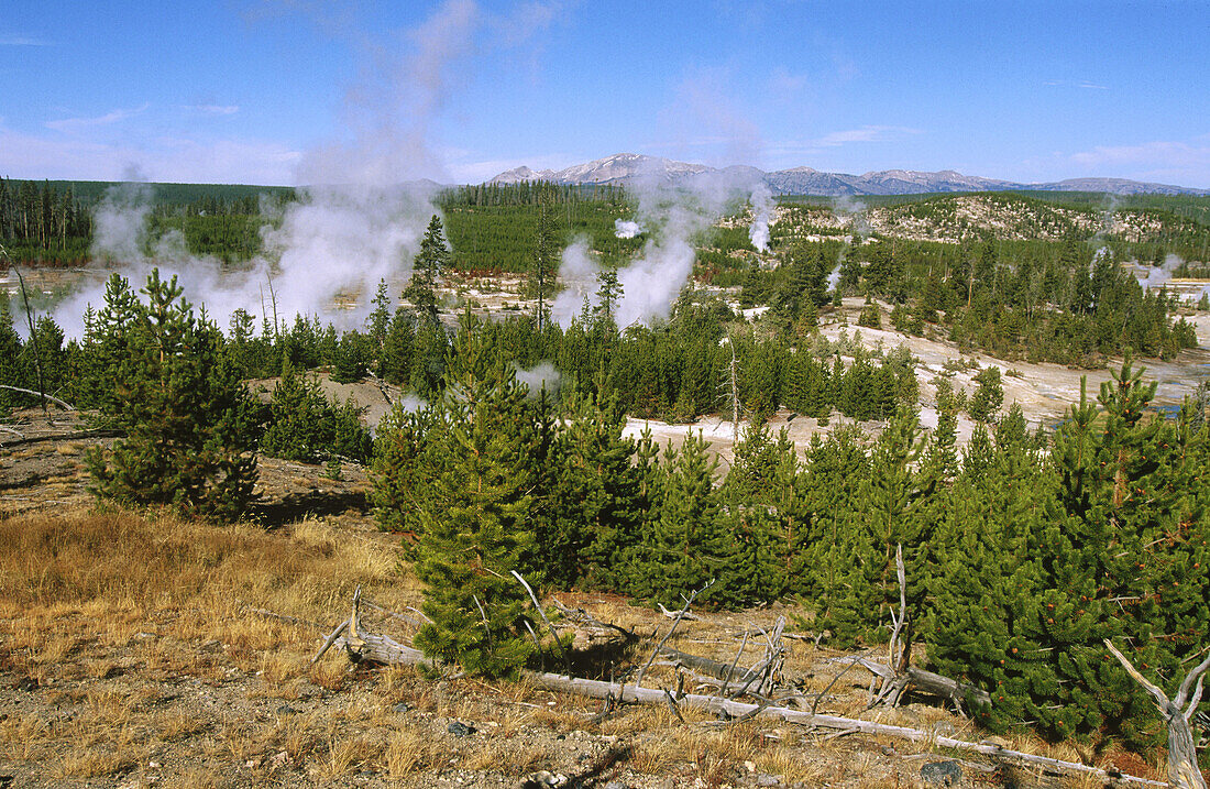 Norris Basin Geysers in Yellowstone National Park. Wyoming, USA