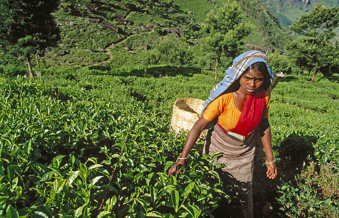 Tea harvest. Nuwara Eliya. Sri Lanka