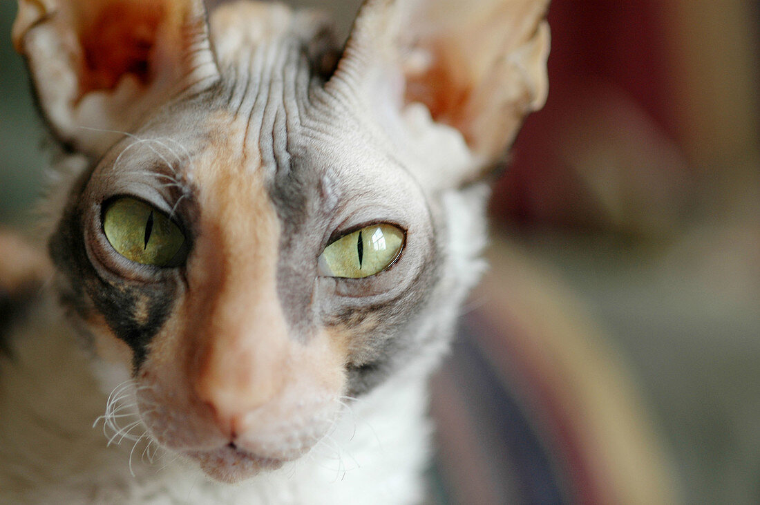 Female calico Cornish Rex with gold green eyes