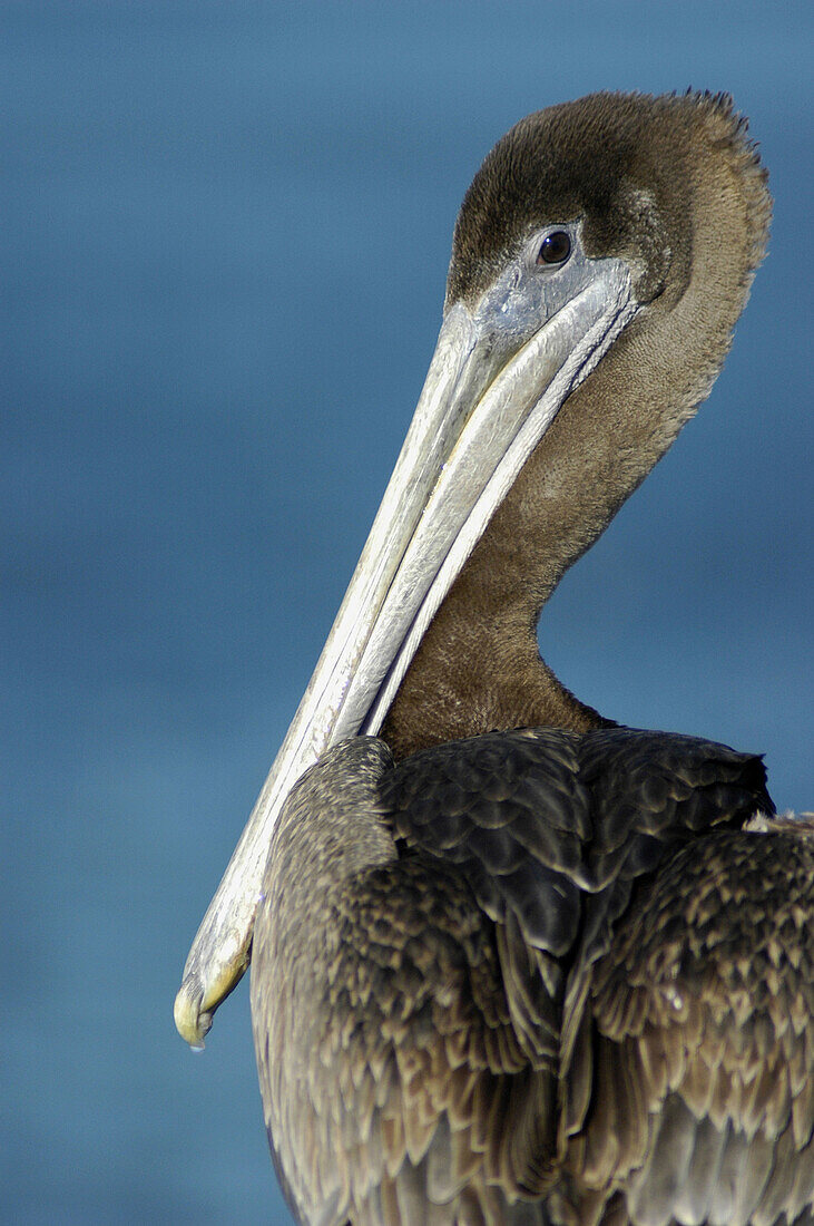 California Brown Pelican at Pismo Beach on the Pacific. Central California, USA