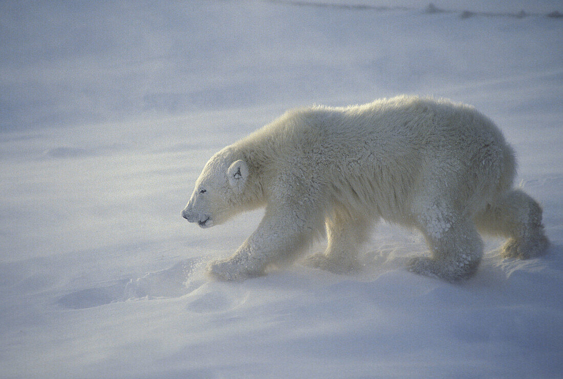 Polar bear cub in storm (Ursus maritimus)