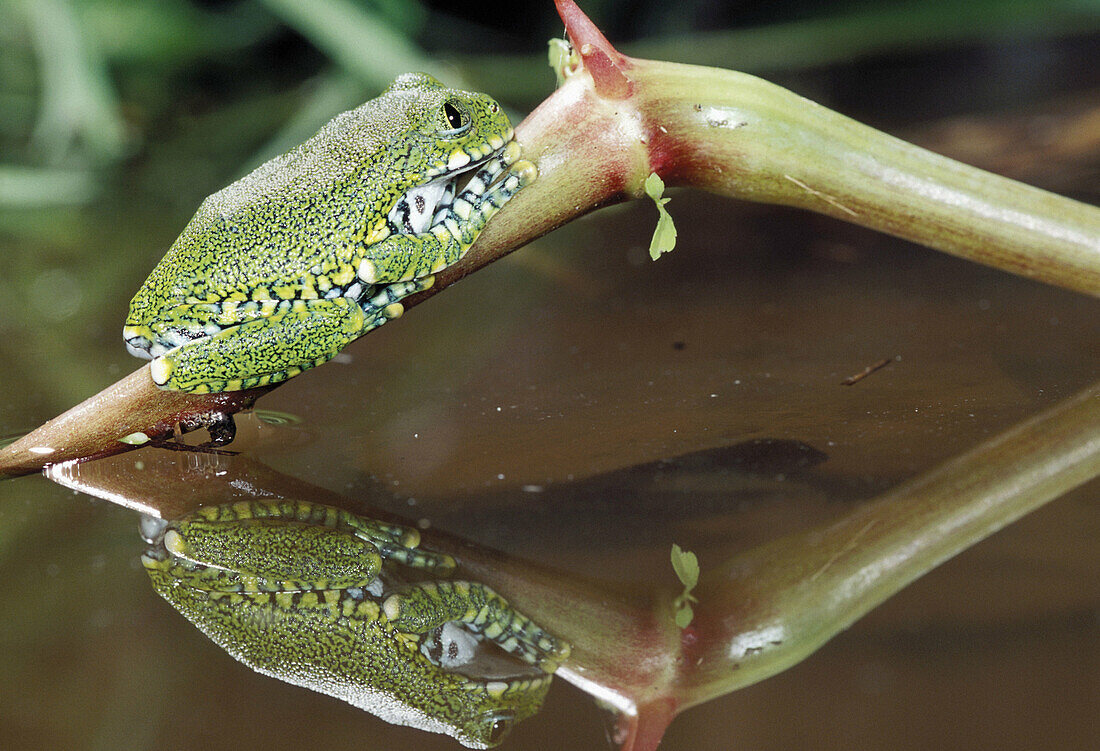 African Big-eyed Treefrog (Leptopelis vermiculatus)