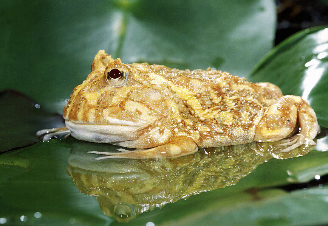 Albino Horned Frog (Ceratophrys cranwelli)