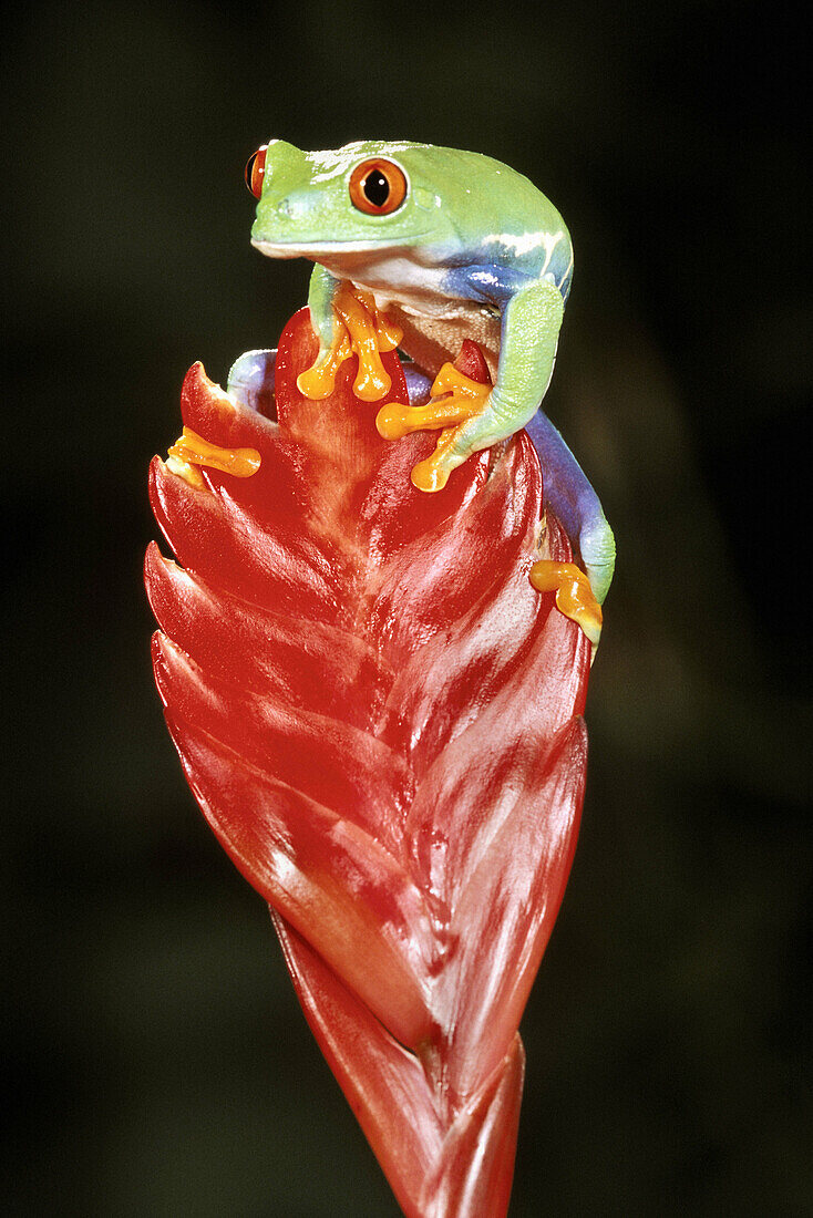 Red-eyed tree frog (Agalychnis callidryas)