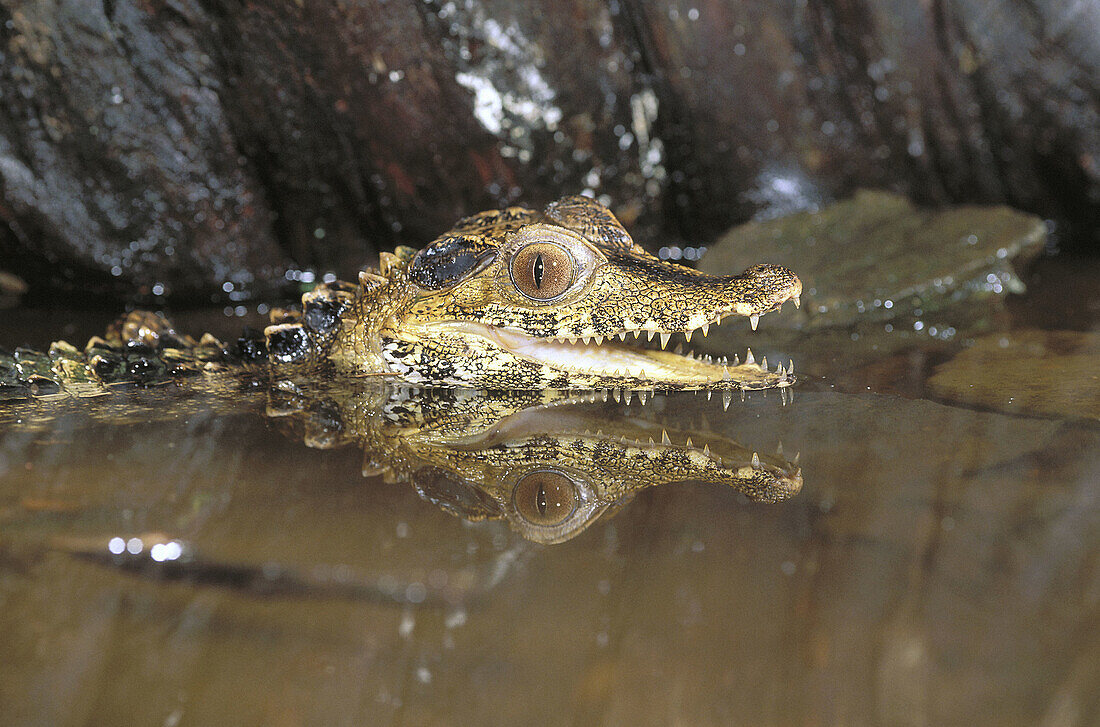 Dwarf caiman (Paleosuchus palpebrosus). Amazon basin