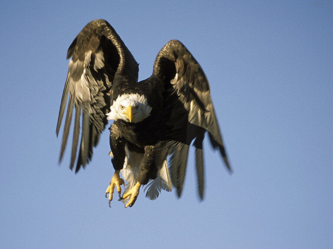 Bald Eagle (Haliaeetus leucocephalus) in flight