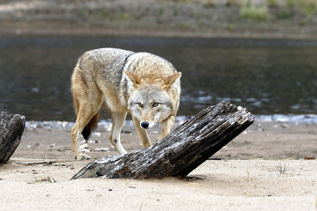 Coyote (Canis latrans). Minnesota. USA