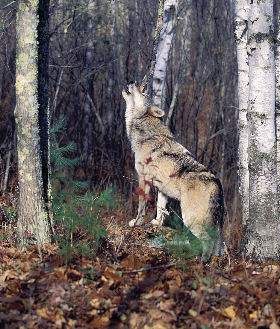 Gray wolf (Canis lupus) howling in the woods. Northern Minnesota, USA