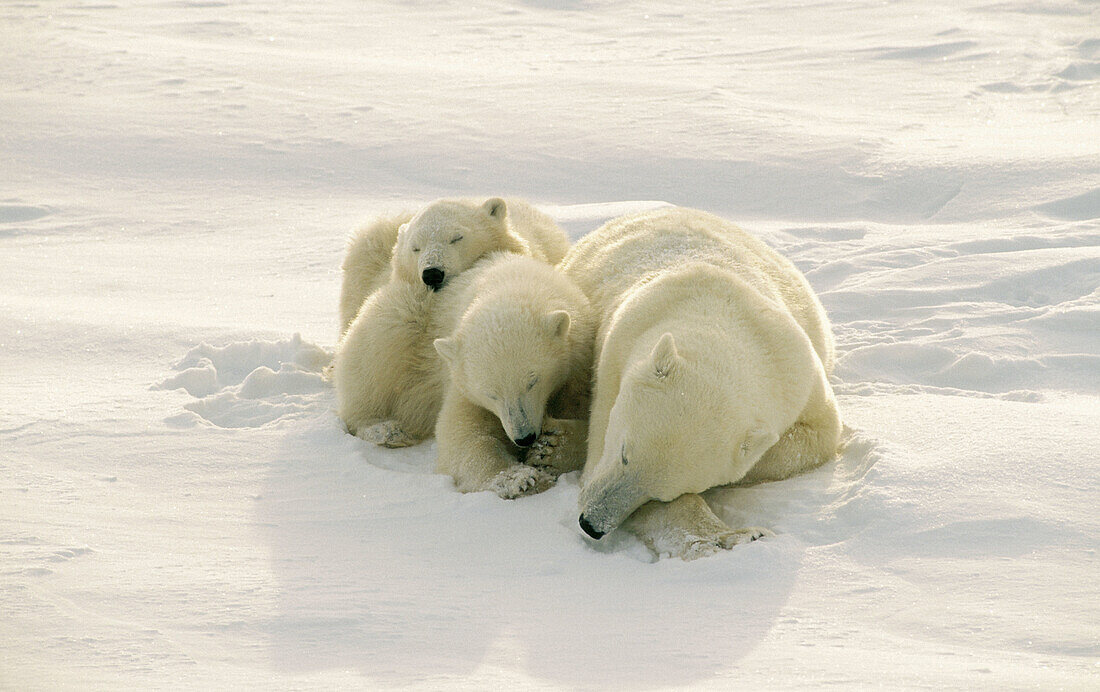 Polar bear sow and twin cubs (Ursus maritimus) sleeping in the sunshine