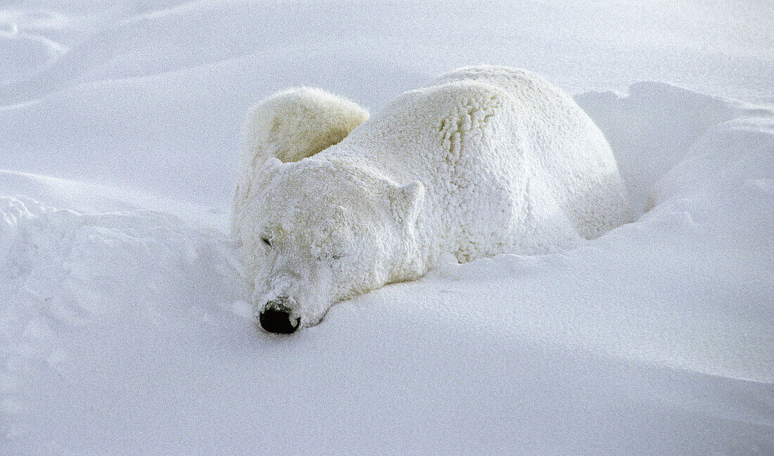 Polar bears (Ursus maritimus) will sleep in temporary day beds especially in storms