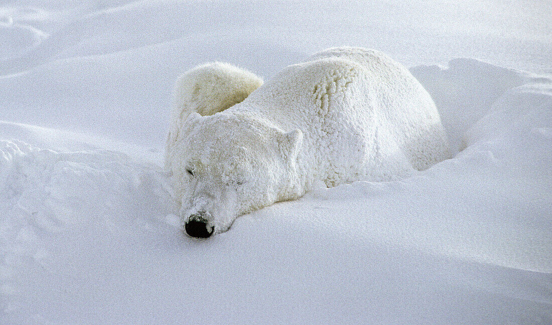 Polar bears (Ursus maritimus) will sleep … – License image – 70180361 ...