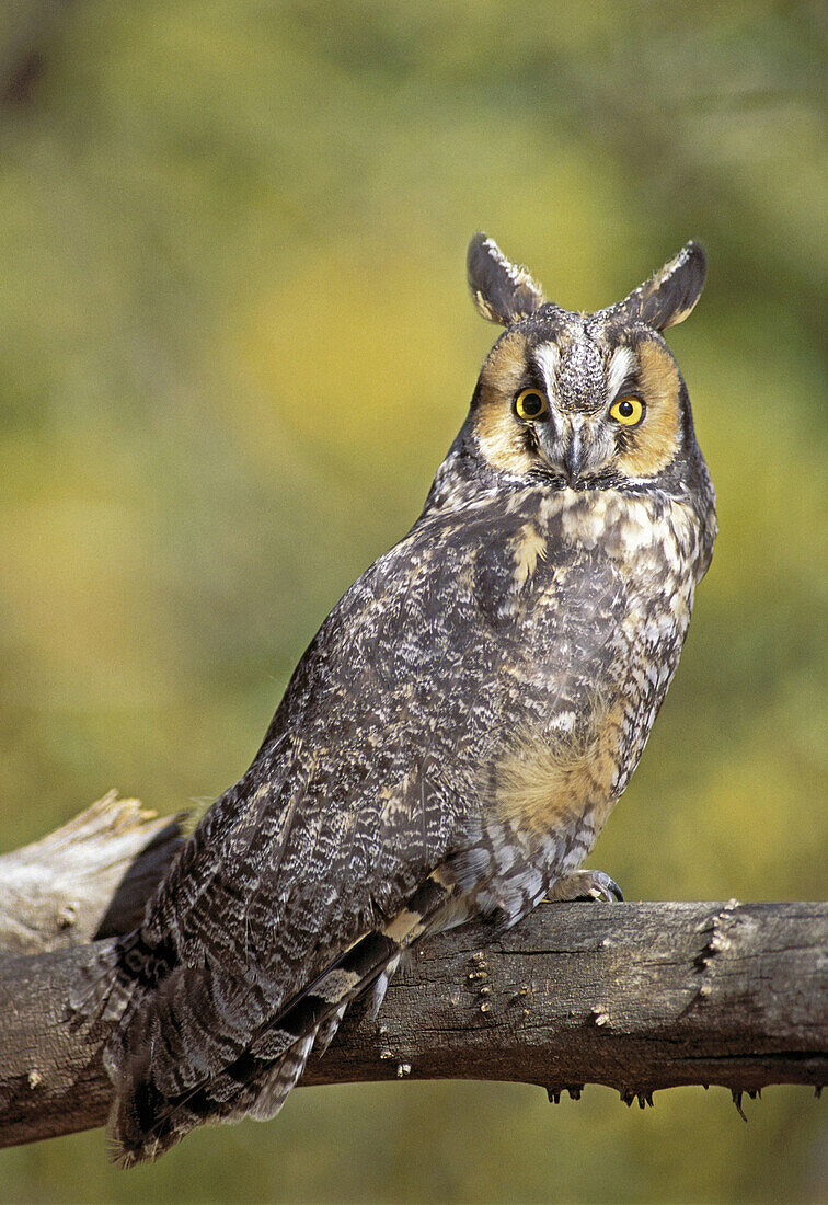 Long-eared owl (Asio otus). Colorado. USA