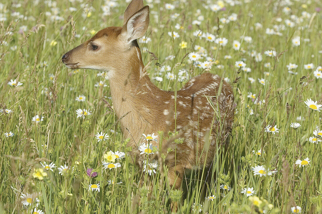 White tailed deer (Odocoileus virginianus), fawn