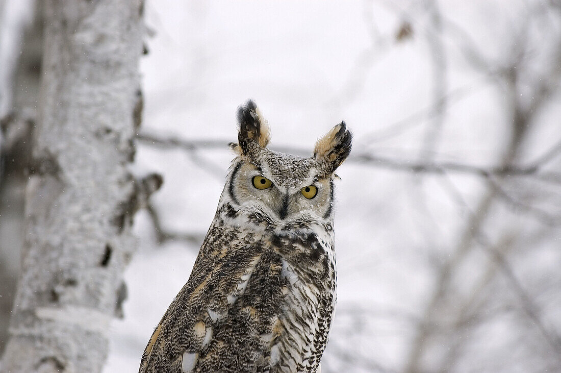 Long eared owl (asio otus) in birch tree during snow fall. Photographed in Northern Minnesota U.S.A.