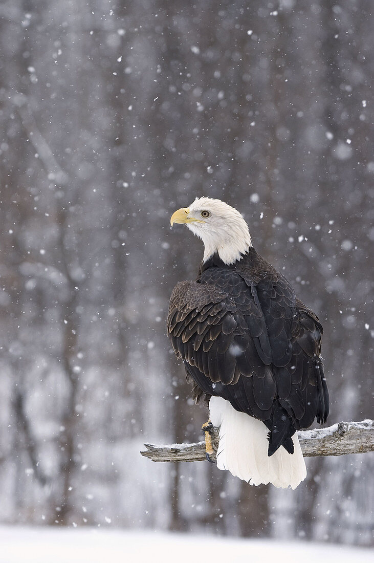 Bald eagle (haliaeetus leucocephalus) on tree branch in snow fall