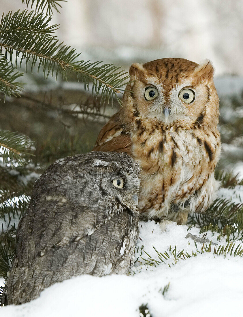 Two screeh owls (Otus asio) in tree for winter roost