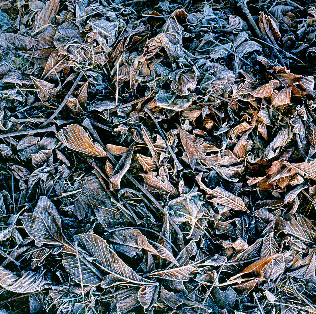 Autumn leaves in first frost