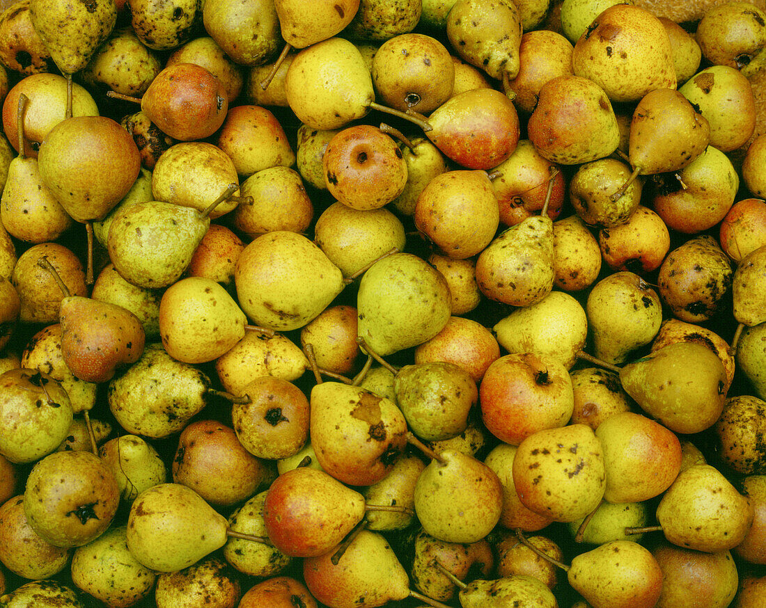 Wild pears, autumn
