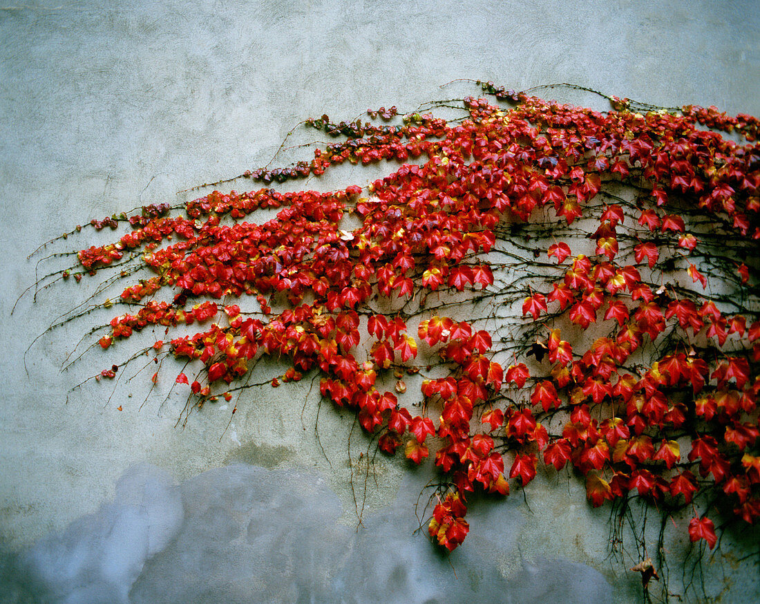 Wild grape plant on a wall